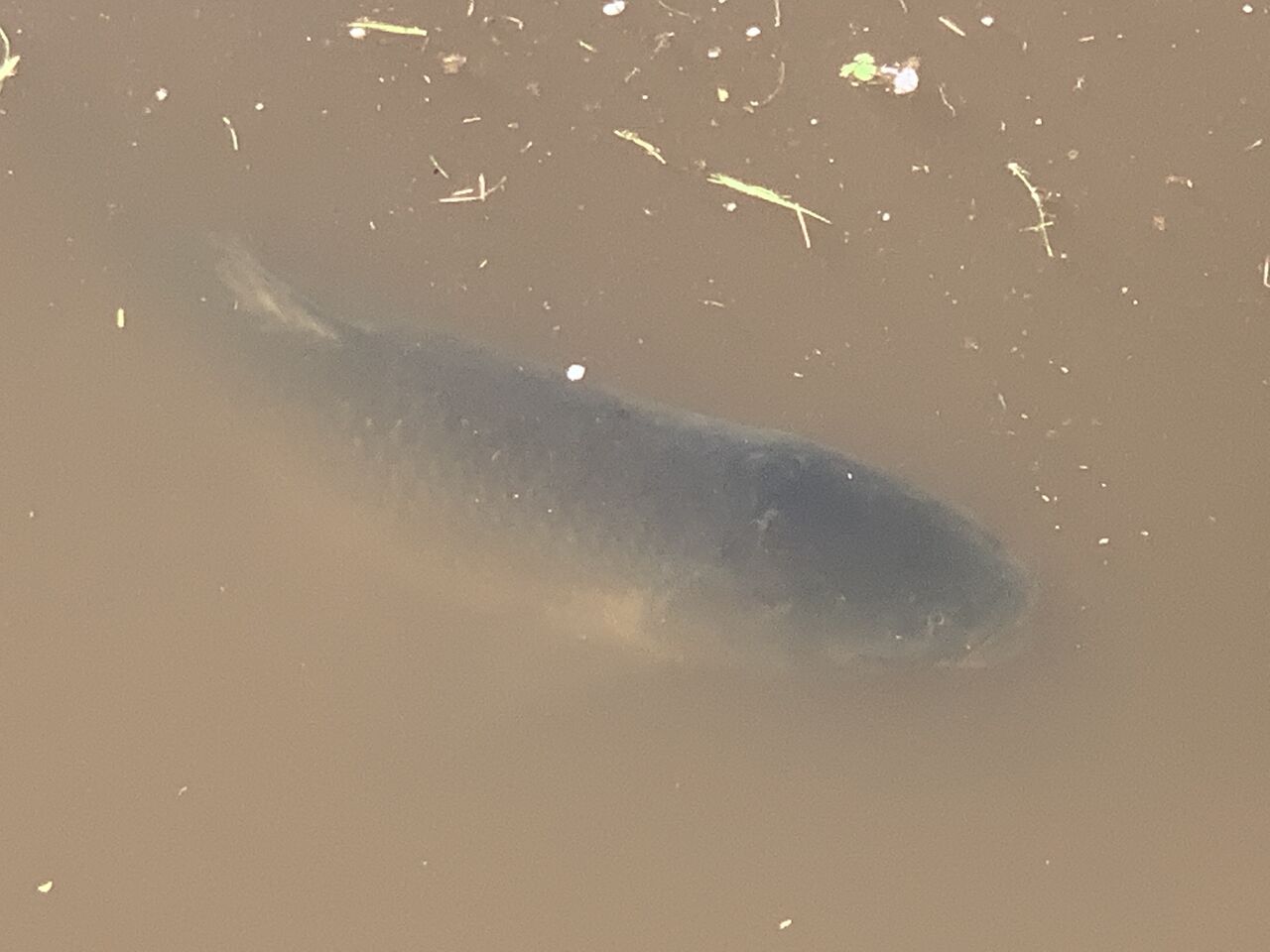 左巻きブログ 季節の変わり目に