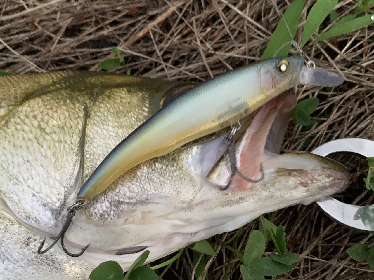 左巻きブログ 八郎潟