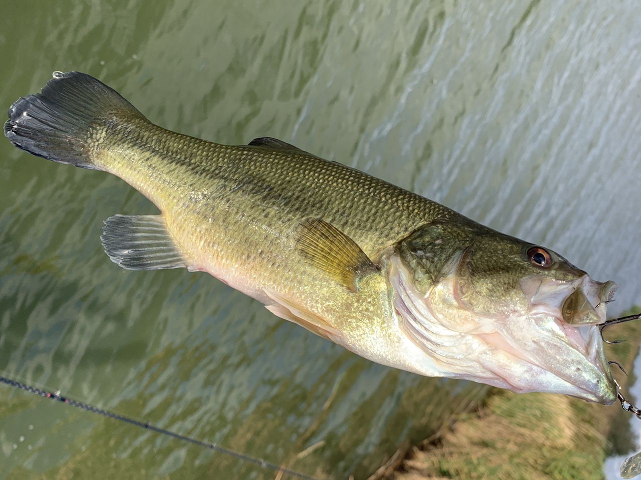 左巻きブログ バスが散る秋