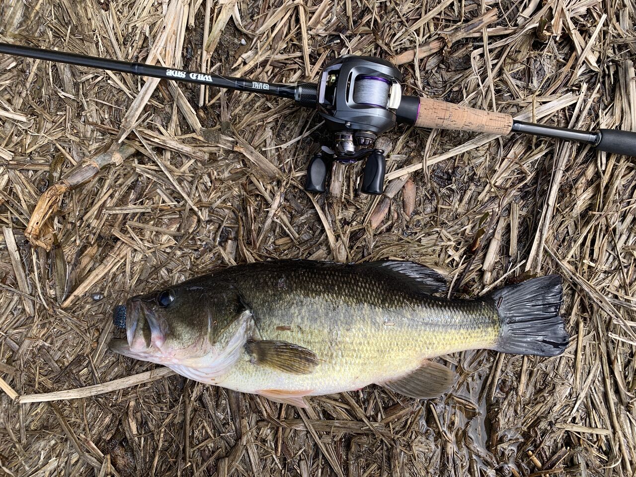 左巻きブログ 巻きの季節