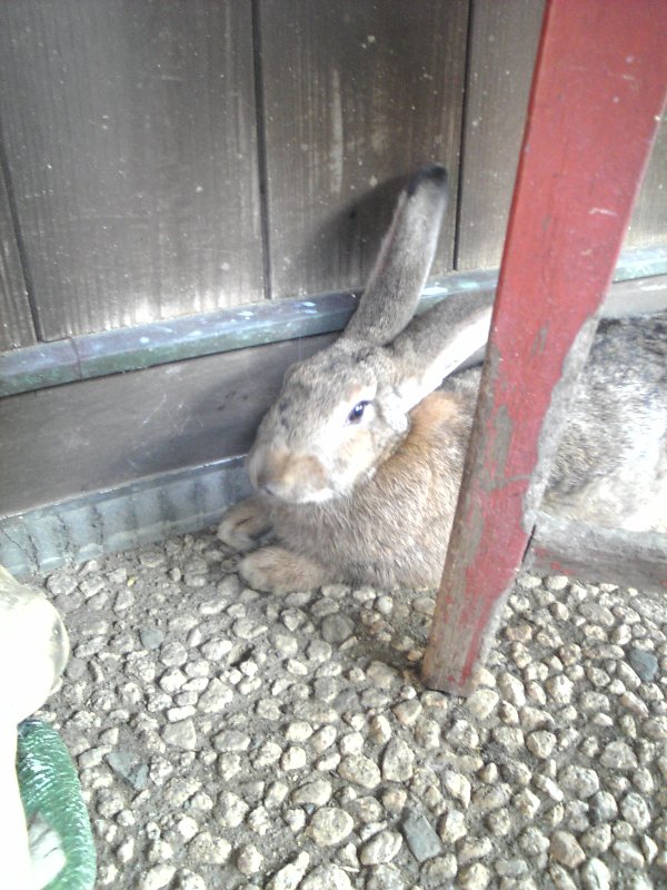 晴れの日と穴掘りうさぎ らぷたん日記 ﾟdﾟ