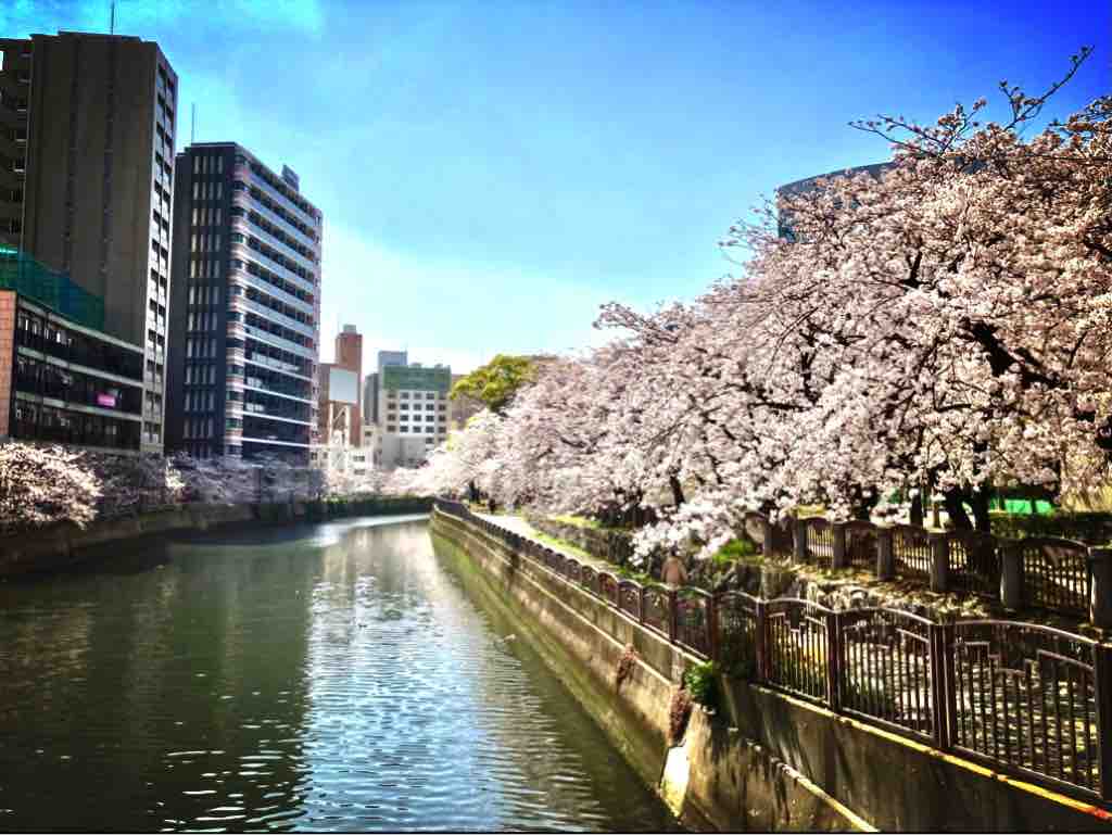 桜 福岡 天神中央公園 池っちの あっちこっち旅行記 北海道移住日記