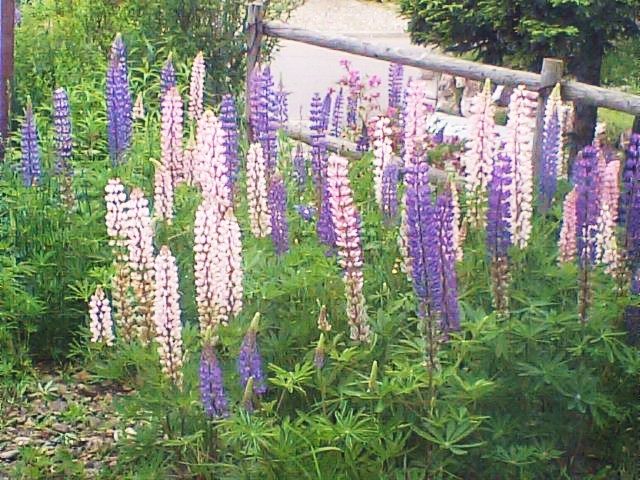 雑草の ルピナス の巻 池っちの あっちこっち旅行記 北海道移住日記