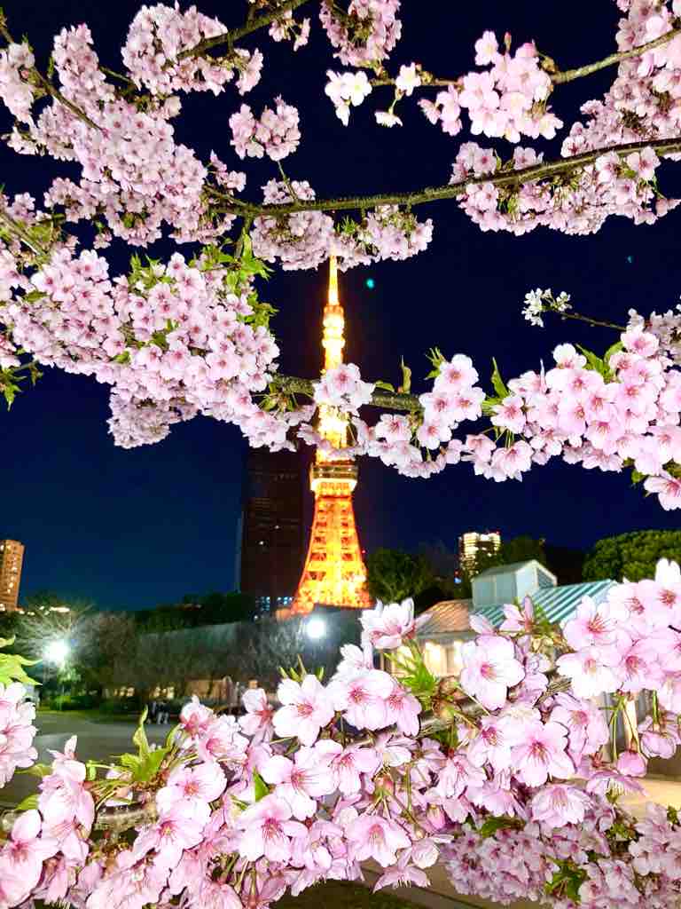 桜と東京タワー 池っちの あっちこっち旅行記 北海道移住日記