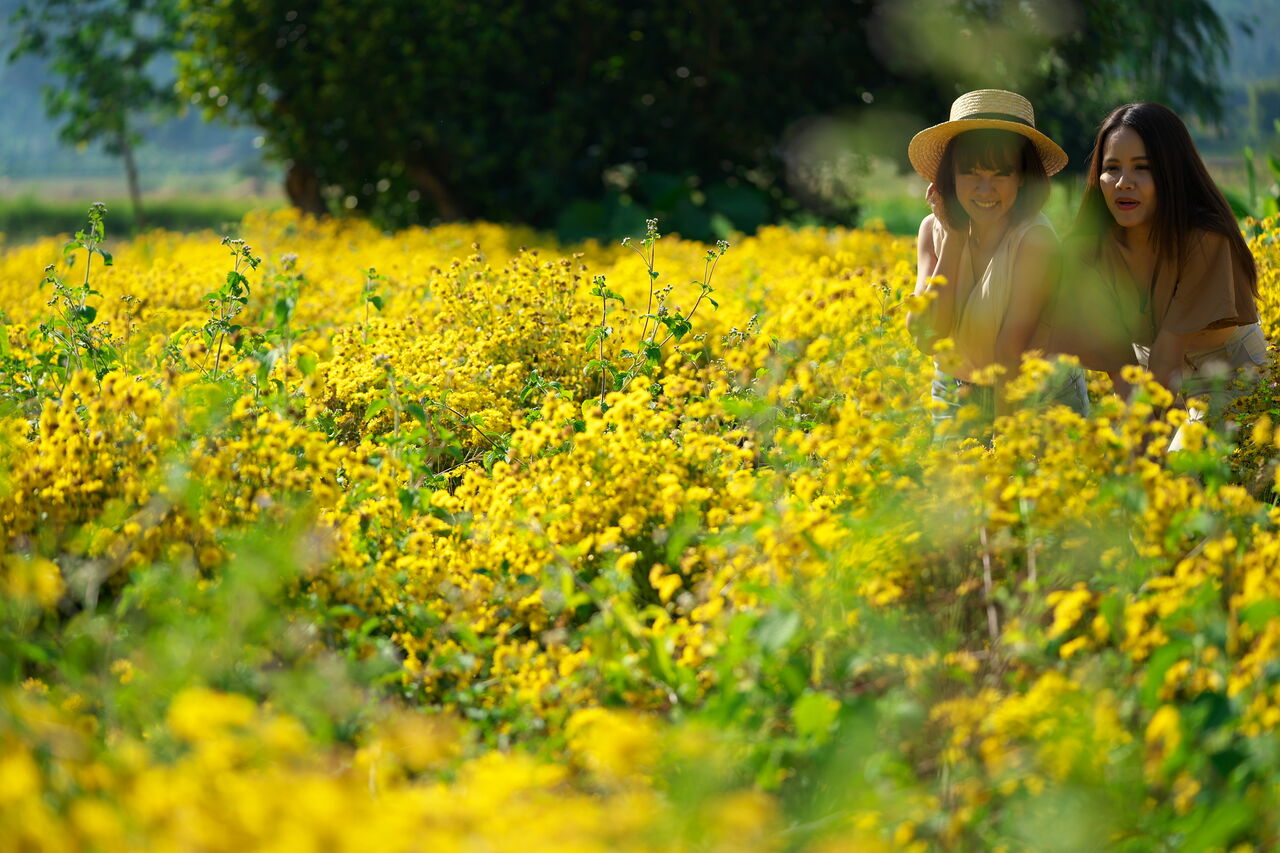 チェンマイ県 １１７ Saluang Chrysanthemum Field サルアン 菊の花畑 Dさんのタイ日記