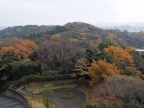 横浜・紅葉_1