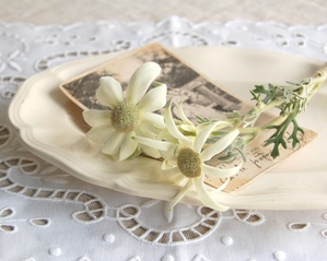 ����ƥ������ץ졼��