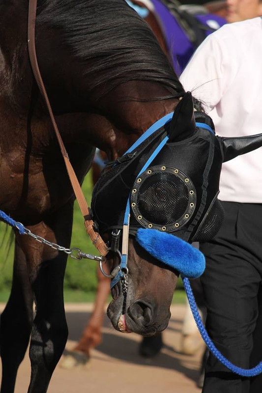 まったり観戦・予想・回顧 : 競馬に用いられる馬具について