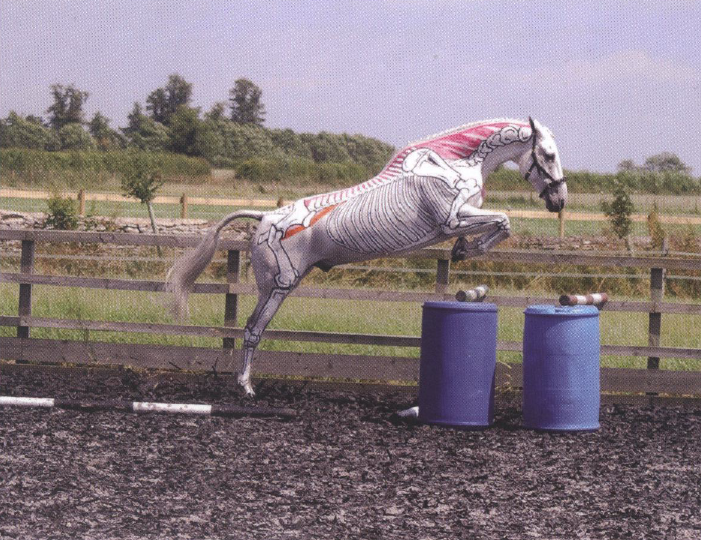 メカニズムから理解する馬の動き パフォーマンス向上のためのビジュアルガイド メカニズムから理解する馬の動き パフォーマンス向上のための