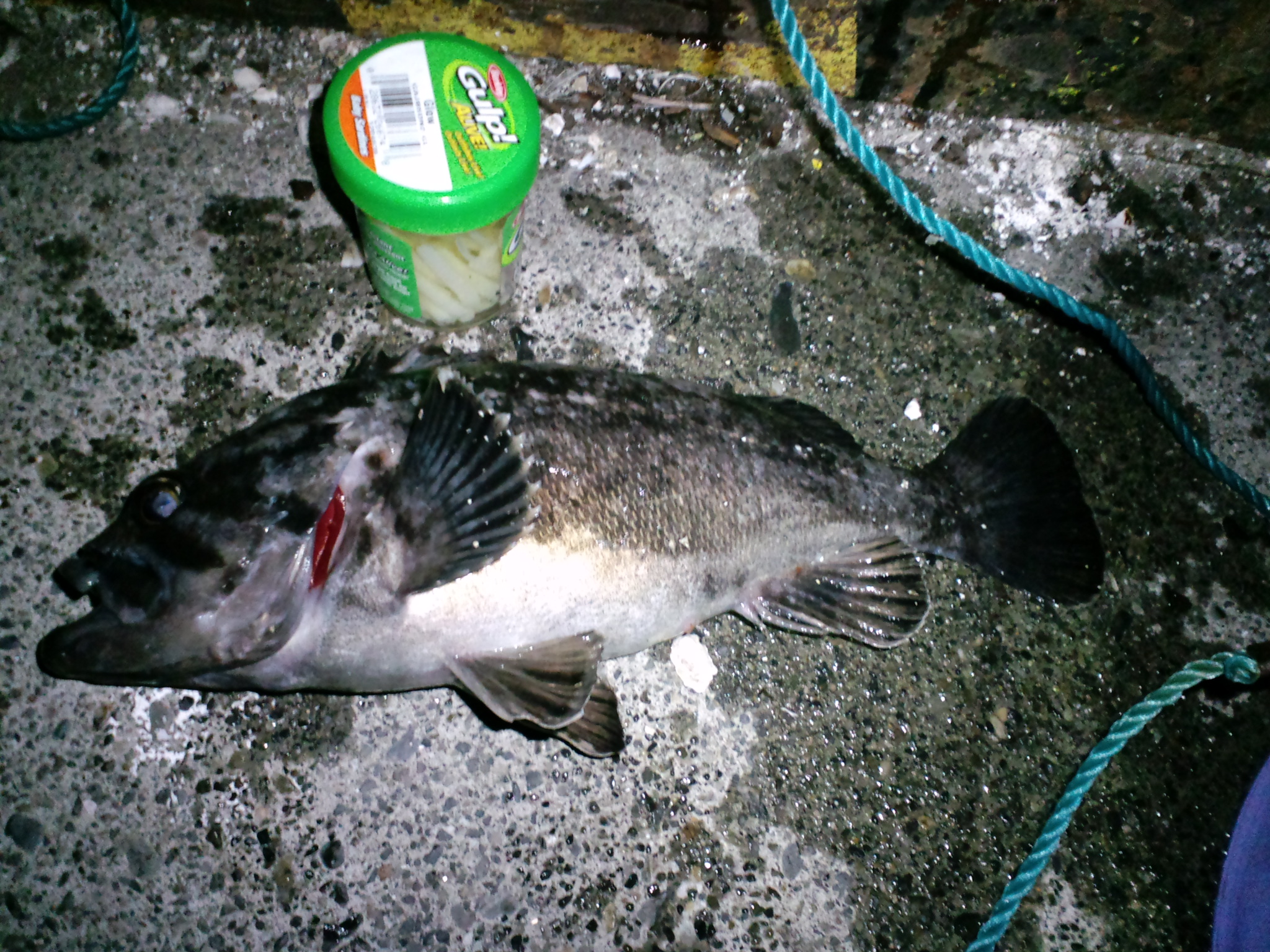 日立浜 ソイ Spp