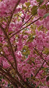 八重桜
