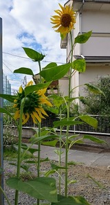 向日葵