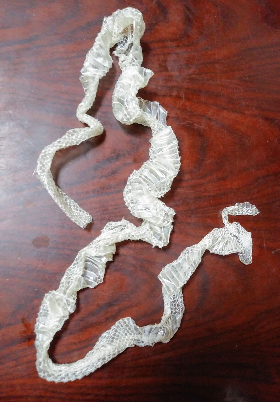 蛇の抜け殻 いけだねっとno２