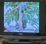 パパイヤ