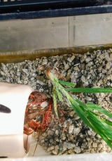 海老がに