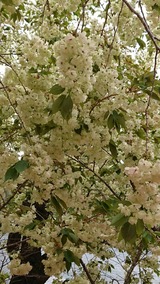 ウコン桜