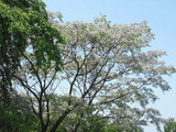 栴檀の花