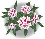 じんちょうげ