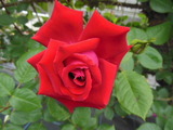深紅