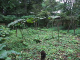 秋田蕗
