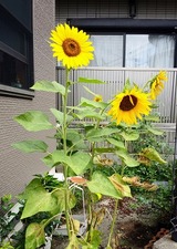 ヒマワリ