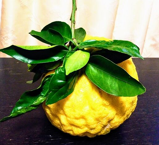 鬼柚子でジャムづくり いけだねっとno２