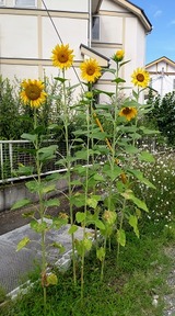 ひまわり