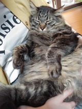 おデブ甘え