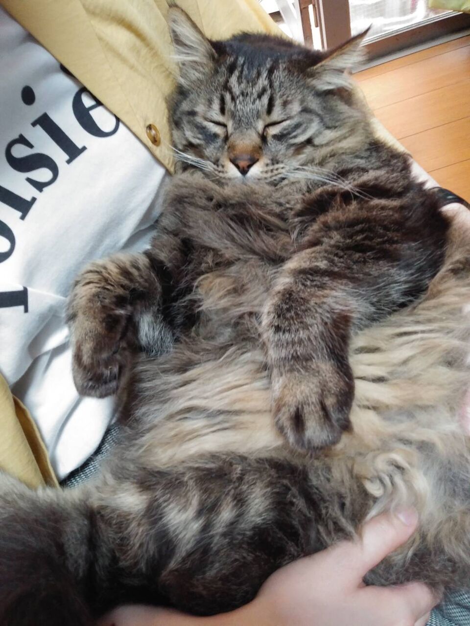 甘えん坊のルイ いけだねっとno２