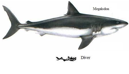 Megalodon_diver