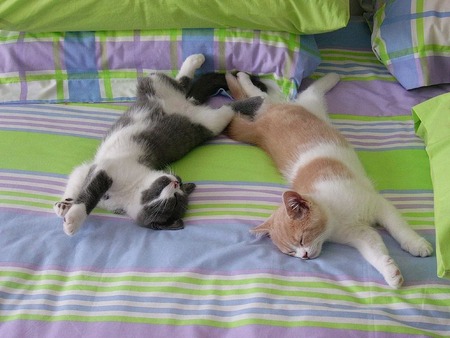 800px-Murph_&_Billy_-_Sleepz_(by)