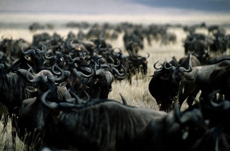 800px-Wilderbeest