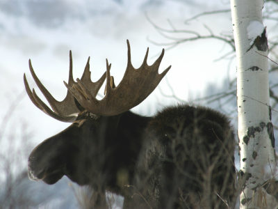 114416282_8691b5e0fe_o_m