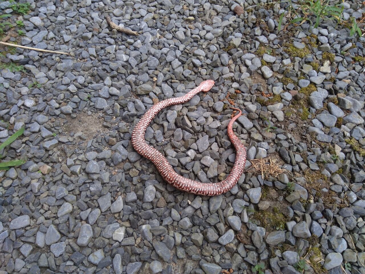 またしても マムシ を殺生しました 京都 山里に暮らす