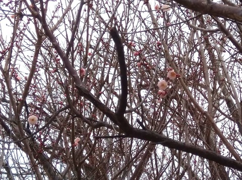 P_20230216_131917_1_1