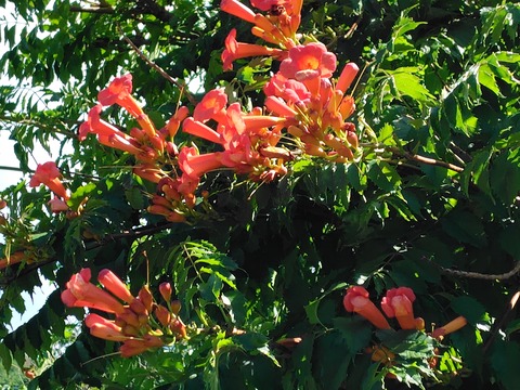 250720090614512