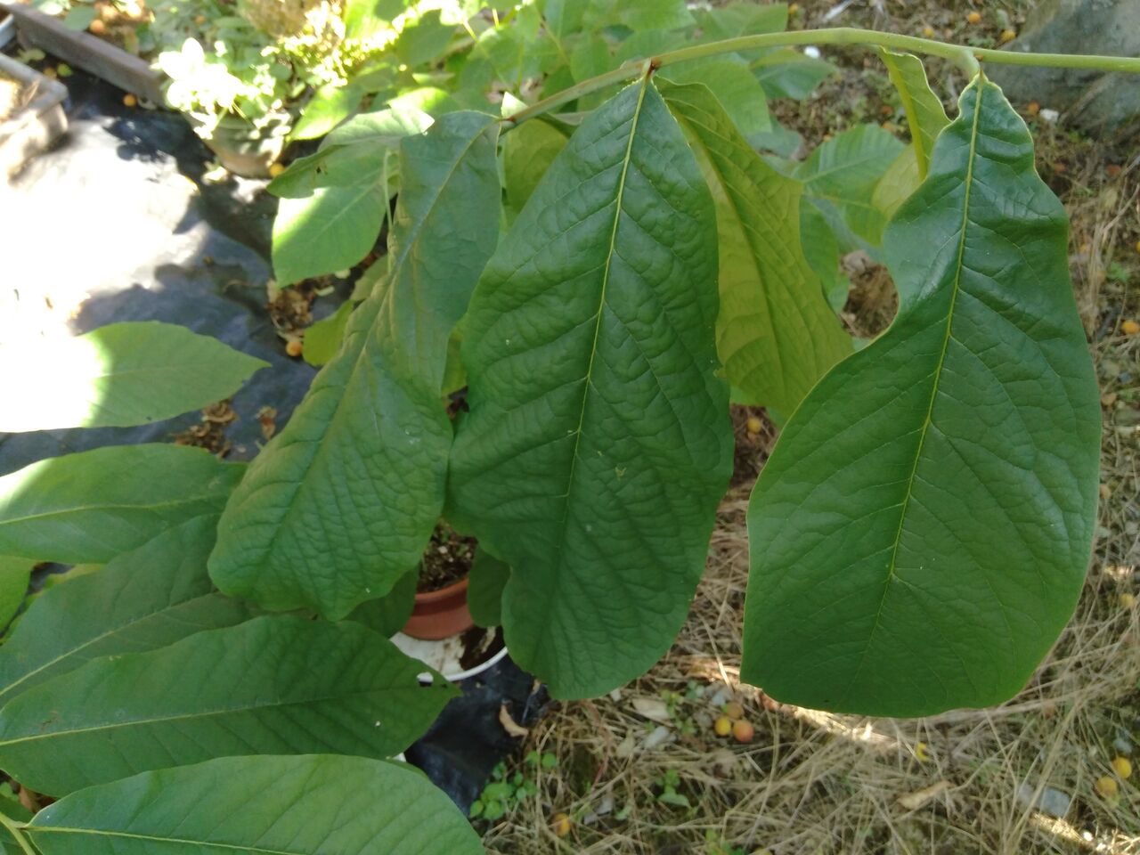 ポポーの葉と ニンニクの花 京都 山里に暮らす