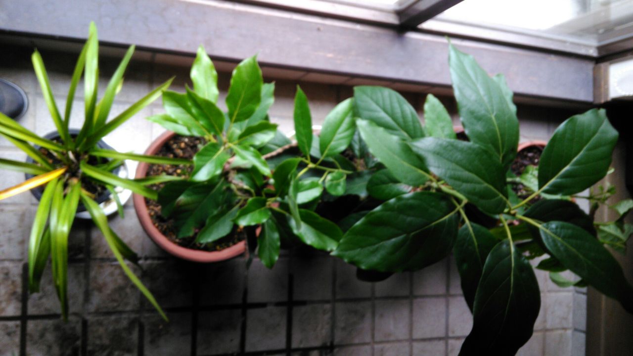 フィンガーライムの栽培 近況です 京都 山里に暮らす