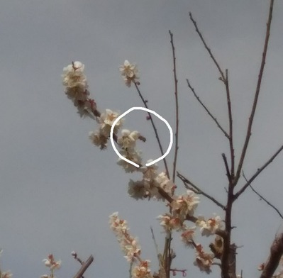 P_20210308_142512_1_1