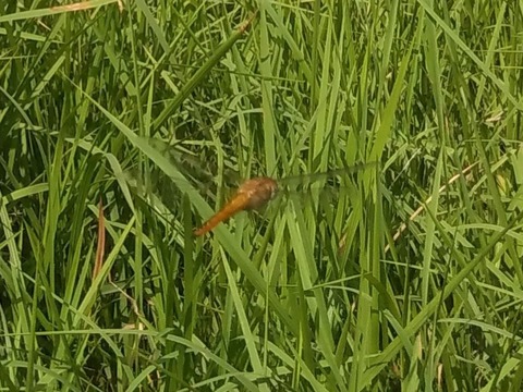 P_20210828_092046_1_1