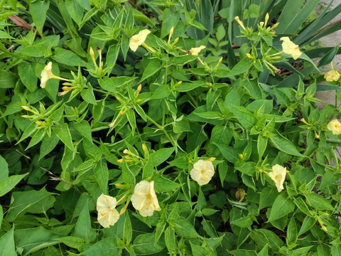 260704065011988