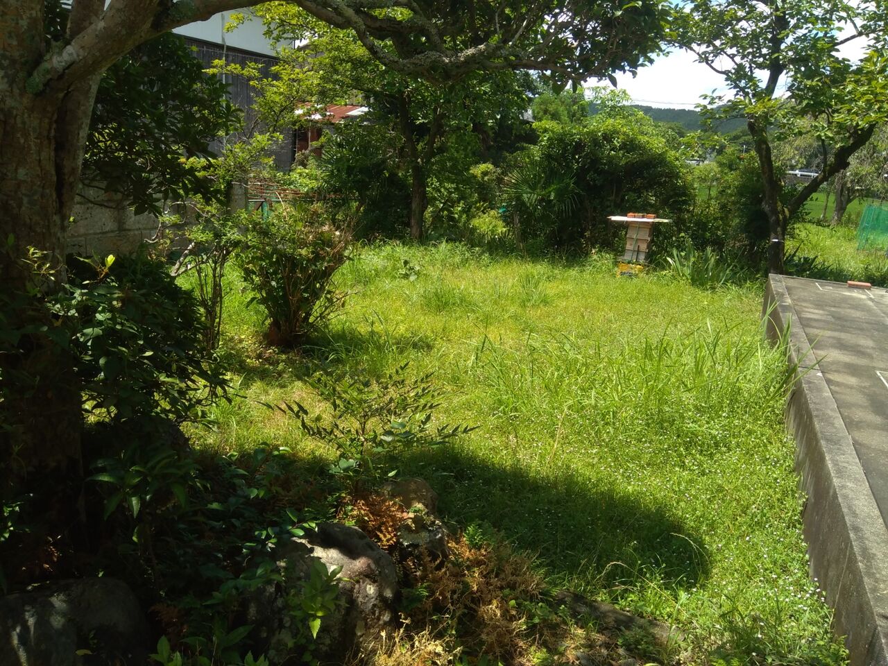 猫はマムシの天敵 噛まれても大丈夫 京都 山里に暮らす 猫はマムシの天敵 噛まれても大丈夫 京都 山里に暮らす