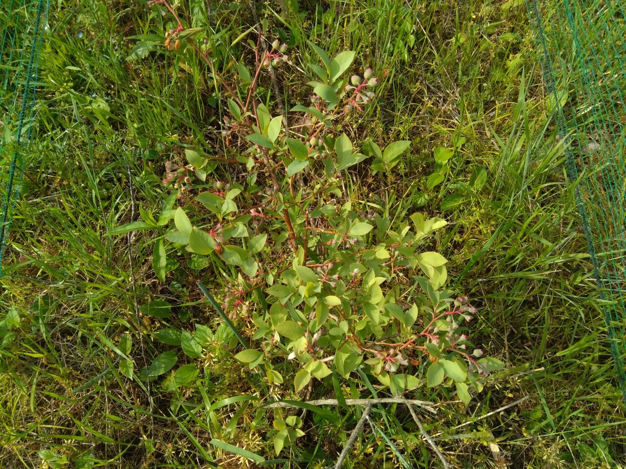 100均で トイレのラバーカップ スッポン を衝動買い 京都 山里に暮らす