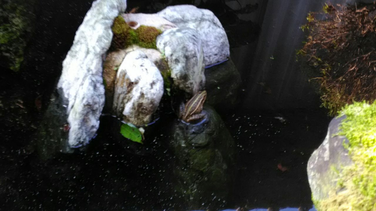 カエル は メダカ を食べる 京都 山里に暮らす