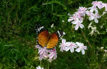 P_20190506_120847_1_1