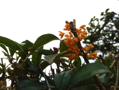 P_20201004_105727_1_1