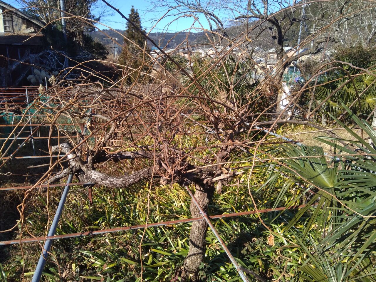 キウイの剪定は難しい 京都 山里に暮らす