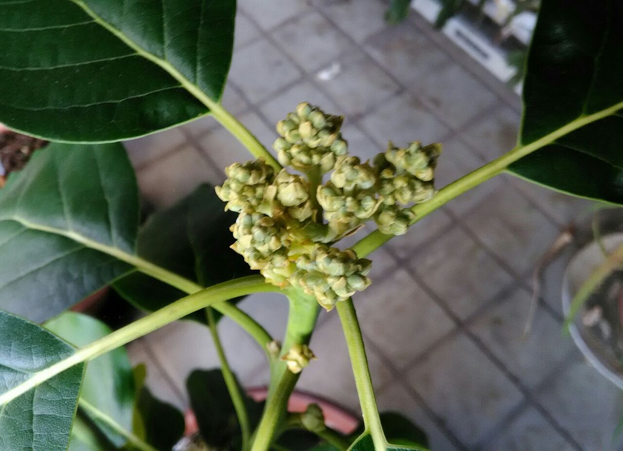 アボカドの栽培 これは蕾かも 京都 山里に暮らす