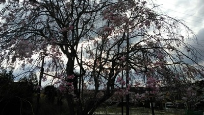 P_20200411_164228