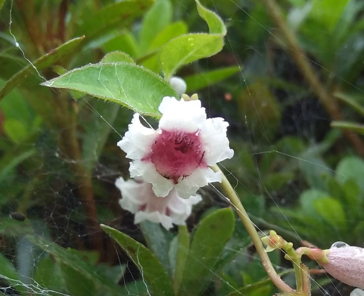 屁糞葛 ヘクソカズラ の花言葉 京都 山里に暮らす